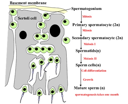 Spermatogenesis